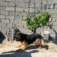 سگ ژرمن ماده کاملا گوش به فرمان