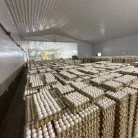 تخم مرغ پرینت دار پایین ترین قیمت درمشهد