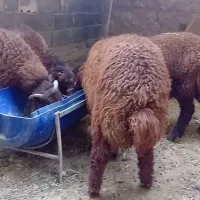 بره میش بز شیشک بزغاله