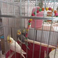 عروس هلندی