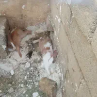 خرگوش