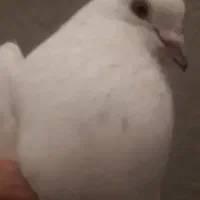 فروش کبوتر