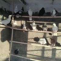 کبوتر درجه یک