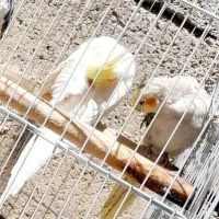 عروس هلندی مولد