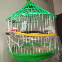 مرغ عشق با قفس