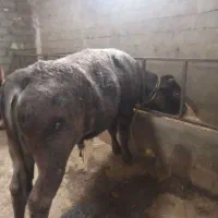 فروش گوساله نر شاروله فرانسه اصل