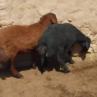 قوچ قره قزل
