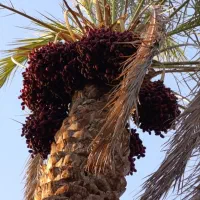خرما اجاره میدم