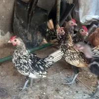 خروس مینیاتوری. خورشیدی گرینچیک. گوشتی