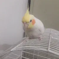 عروس هلندی لوتینو نر