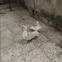اردک خارجی نژادسفید اصل