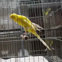 قناری نر و ماده