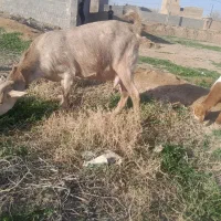 بز سانن تازه زا شیرا واقعا شیرا و پرشیر