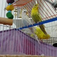 جوجه مرغ عشق