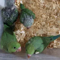 جوجه ملنگو سرلاکی