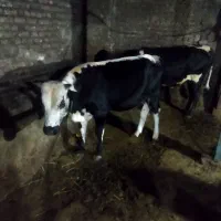 گاو‌نر