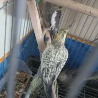 فروش یا معاوضه عروس هلندی