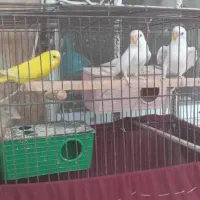 فروش مرغ عشق
