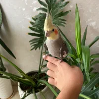 عروس هلندی نر