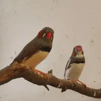 فنچ زبرا