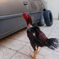 خروس لاری