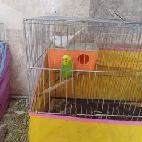 دو جفت مرغ عشق
