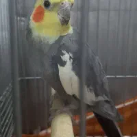 عروس هلندی جفت