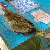 یک جفت جوجه عروس هلندی