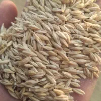 فروش جو محلی بذری مناسب کشت و خوراک دام و طیور