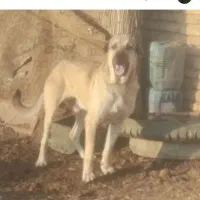 سگ نگهبان گم شده
