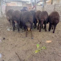 نربره