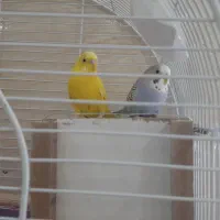 یک جفت مرغ عشق