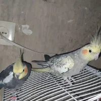 نر و ماده مولد