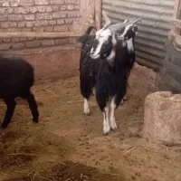 بزغاله یه بر اخته