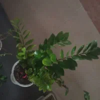 گل بزرگ|گل و گیاه طبیعی|سبزوار, شرق کال شمالی|دیوار