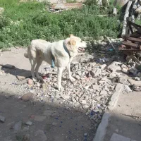سگ سرابی