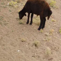 گوسفند بره بز گاو