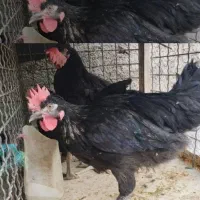 خروس سیاه وسفید زنده جهت قربانی