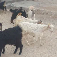 کهره