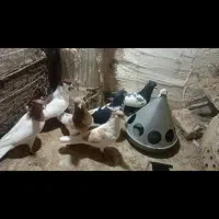 کفتر پرشی