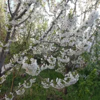 زمین-مسکونی-در-شهرک-خور