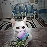 گربه پرشین ترکیش