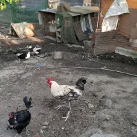 خروس بالغ