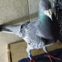 کفتر