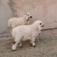 یک بره نر و یک کاور فروشی