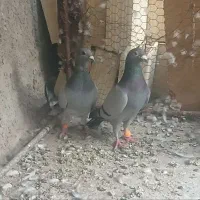 جفت کفتر