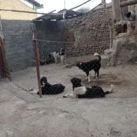 سگ اصیل قدرجونی