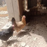 مرغ تخم گذار و خروس