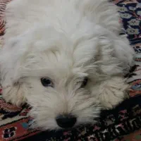 سگ شیتزو نر