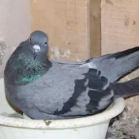 کبوتر|پرنده|سوسنگرد, |دیوار